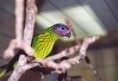 /album/lori%20fialovolici%20-%20goldie%c2%b4s%20lorikeet/lori-fialovolici-4-jpg/